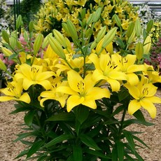 우리화훼종묘 백합 구근 - 파비아, 1개