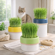 수경재배 캣그라스 화분 고양이풀 그린, 1개