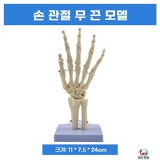 무릎관절모형 정형외과 해부학 인체 병원 교육 슬관절, G. 손 관절에는 인대가 없습니다.