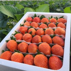국내산 설향 딸기 특 700g (24-35구), 1개