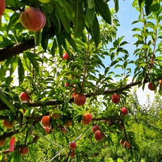 일등농수산 산지직송 고당도 추희 자두, 1개, 300g(대과)