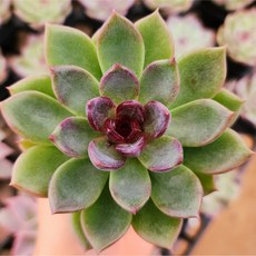 내맘대로골라 다육이 다육식물, 42번- 푸시케, 1개