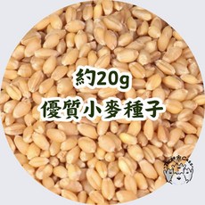 【12HR台灣出貨】貓草盒 貓草種植盆栽 小麥種子 水培貓薄荷 水耕小麥草種植組, 1個, 20g_小麥種子(單售)