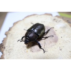 장수풍뎅이 성충 수컷 암컷 신생충 (Vittle 애완곤충), 암컷 35mm~45mm