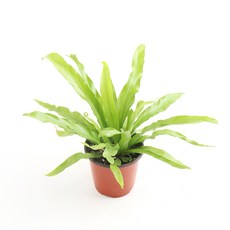 갑조네 아비스고사리 소품 공기정화 인테리어식물, 1개
