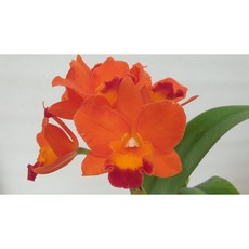 [신라난농원]카틀레야 썬키스.신풍다운오렌지.꽃대없음.예쁜진한오렌지색.아주예뻐요.고급종.인기상품.필독뒷사진참고, 1개