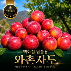 [정성드리미] 백화점 납품용 와촌자두 프리미엄 고당도 자두, 1개, 대과 500g