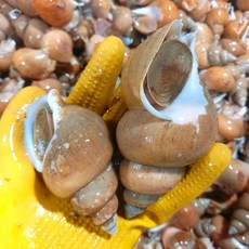 동해 자연산 백고동 백골뱅이 (생물/급냉 선택) 당일조업, 1박스, 급냉 백고동 소소 1KG