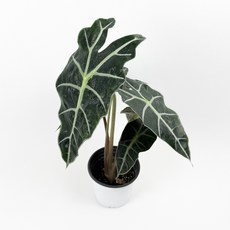 글라스가든 거북 알로카시아 소품 수경재배 수중 실내공기정화 키우기 쉬운 식물 키우기, 5개