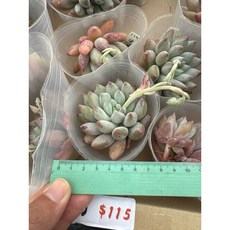 嚴選2025年進口景天多肉植物日曆，03MC多肉園藝出品，多款選項可挑選，每日都有好心情, 1個, 索羅門大