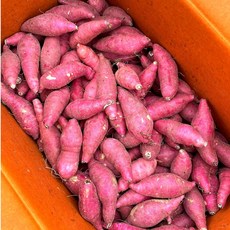 [정동원고구마] 베니하루카 꿀고구마, 1박스, 꿀고구마 (한입) 5kg