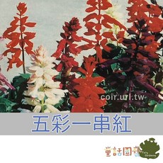 花園夢想家 五彩一串紅種子 - 天星牌，適合家庭園藝, 1個, 包
