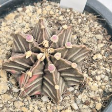 비모란금 8번, 1개