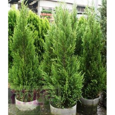 花花世界 檀香柏 聖誕樹-樹冠圓錐形1尺盆高120cm(約4尺)