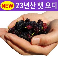 2023년 햇 오디 10kg 명품토종 오디 100% 세척, 없음, 1개