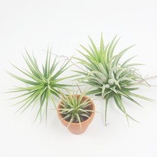 수염틸란드시아 이오난사 실내 공기정화식물 먼지먹는식물 반려식물, 2_이오난사(중), 1개