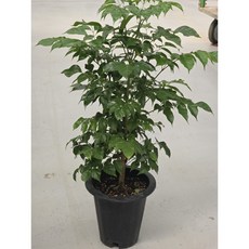 식물 공장 녹보수 중대품 녹보수 공기정화식물 대박나무미세먼지제거식물 169, 1개, 기본