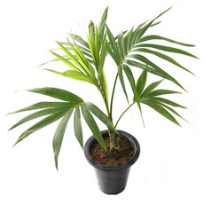 갑조네 겐차야자 중품 실내 인테리어 공기정화식물