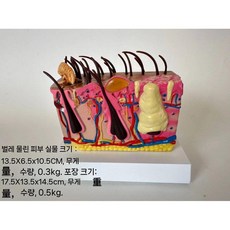 피부 해부학 모형 교육용 피부 단면 인체 모형, 진드기 피부