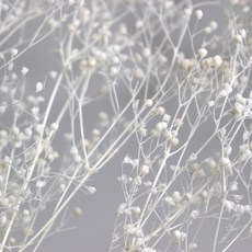 캔들바다 프리저브드 플라워 - 화이트안개, [ 화이트안개 ]