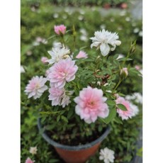 새롬이네정원 사계미니찔레-수시로꽃피는 야생화, 1개