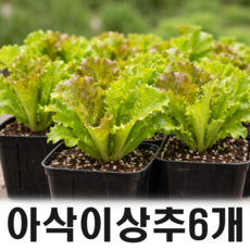 상추모종 6개 / 텃밭 쌈 채소 대량구매, 아삭이상추6개