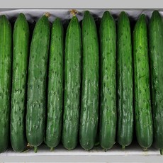 특품 취정오이 청오이 국내산 오이, 1개, 5kg(18~22개내외)