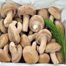 명품버섯 버섯회 은은한 송이 향 송향버섯 500g 무농약 솔송화버섯 효능
