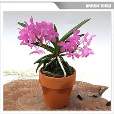 [재희난] 체리부케 소품 1+1, 1개