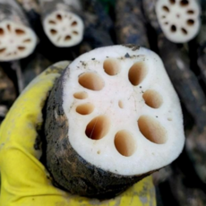 국산 10년째 무농약 햇연근 흙연근 2kg, 1박스, 파지 흙연근 2kg