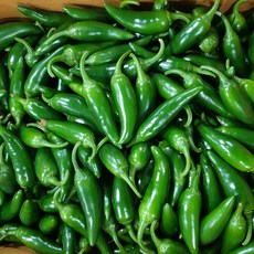 아빠농산 못난이 모닝고추 아삭이고추, 1박스, 1kg