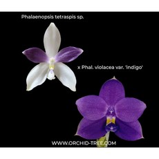 [루반정원] (원종 호접)Phal. tetraspis x violacea var.indigo (향기 좋아요), 1개