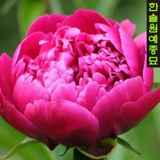 네덜란드 겹꽃작약 24종 특선(개량꽃작약), 16.칼 로젠필드, 1개