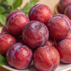 [올해첫출고] 새콤달콤 고당도 산지직송 하우스자두, 1개, 1팩 (7-9과)