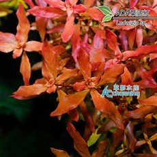 【AC草影】ADA 葉底紅【一株】水草販售 ADA 葉底紅 主景草 真水草 造景水草 水生植物 耐熱 不需CO2, 1個