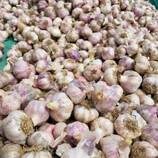 남해 업소용 장아찌용 마늘 반접 50개 내외, 중