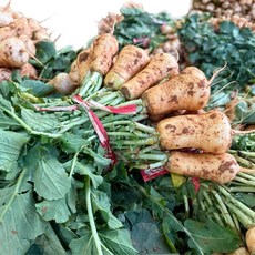 안동농산 황토밭 알타리무 총각무, 1박스, 8kg내외(4단)