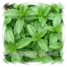 꽃모종 허브 10cm분, 민트류(페퍼민트), 1개