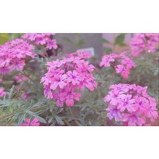 새롬이네정원 파라솔버베나 야생화, 1개