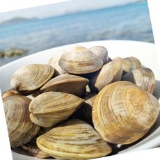 VDG 수입산 백상합 중 1KG 수산물, 1개