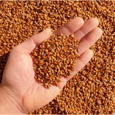 구수한 사람들 바로 볶아 고소한 국산 현미차, 1세트, 1개입, 500g