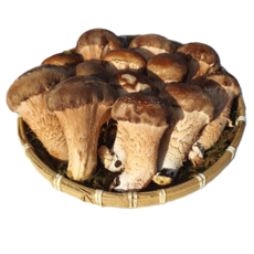 [저온예냉 농장직판] 국내산 참송이버섯 무농약 인증 가정용, 1박스, 가정용 1kg