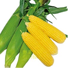 【野菜部屋】232薄殼甜玉米種子 皮薄 可生食 甜度高, 1包