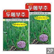 세인화분 두메부추 씨앗 100립 2개세트, 1개