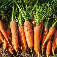 하루30박스만 초초특가 제주직배송 아삭달콤 제주당근, 1박스, 5kg (상)