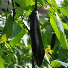 농협 신선 가지, 1박스, 2kg