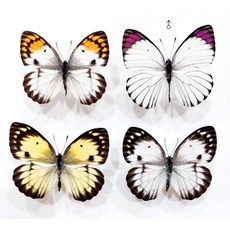 蟲新發現 蝴蝶標本 A1 Colotis ione 成對 未展翅乾貨，昆蟲收藏 自然科學研究, 純白♀蝶組