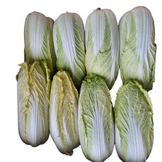 국내산 알배기 쌈배추 실속형 쌈배추 (12-16포기), 8kg, 1개