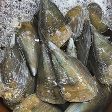 국내산 키조개 소사이즈 5미, 1개