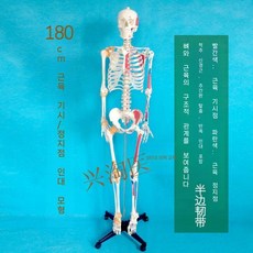 전신 뼈모형 인체 해부학 인대 브라켓 척추 받침대 해골 골격 교구, F. 180cm 근육 시작점 신경/인대 부착